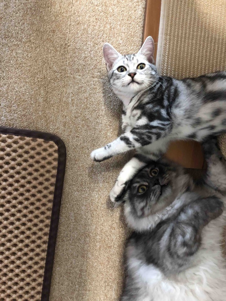 먼지아몽