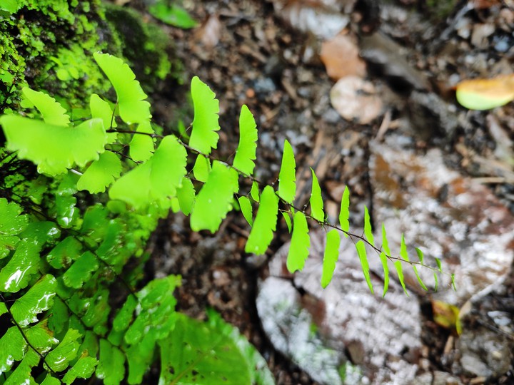 nature