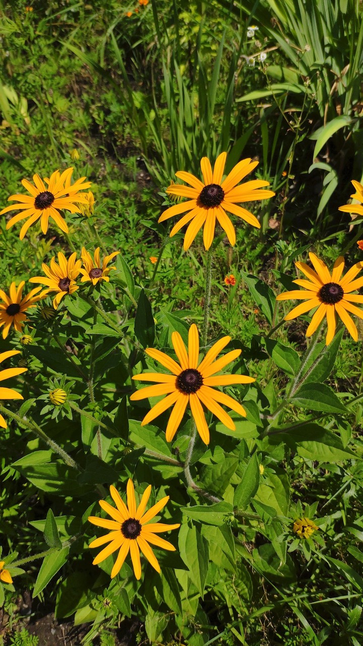 summer flowers