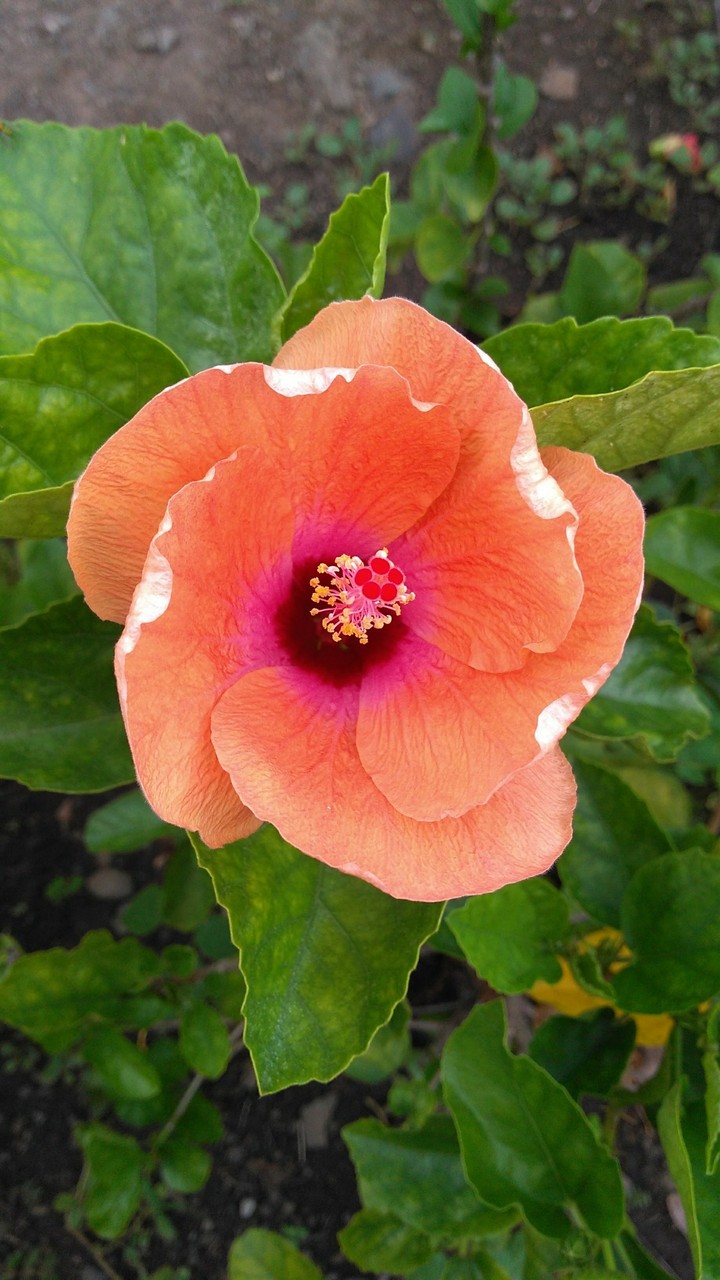 Flores