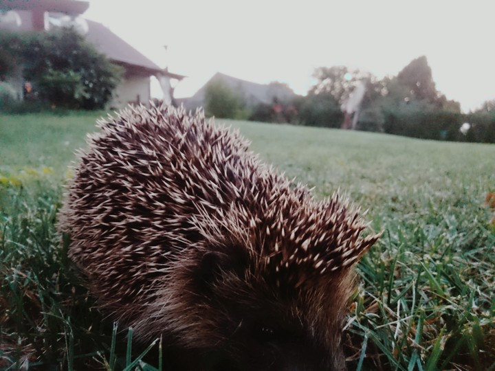 Jeż