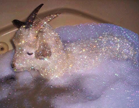 тапети whiskers, snout