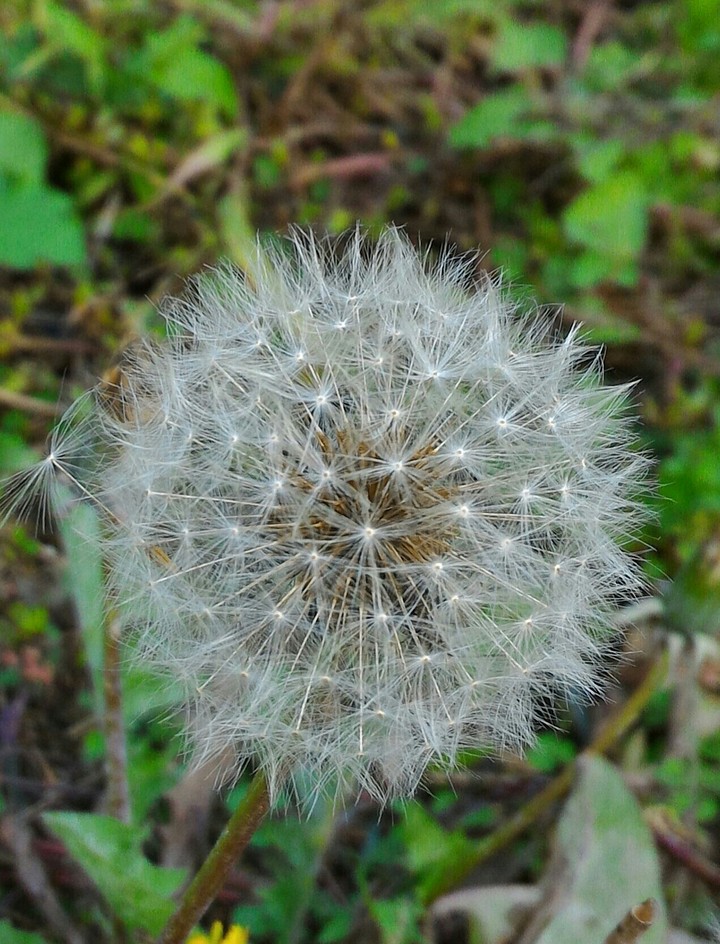 Try to blow