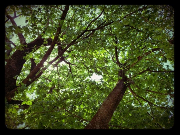 Shade Tree