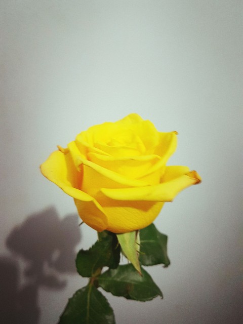 Rosa amarela
