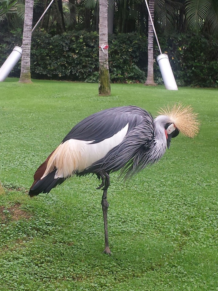 Bird