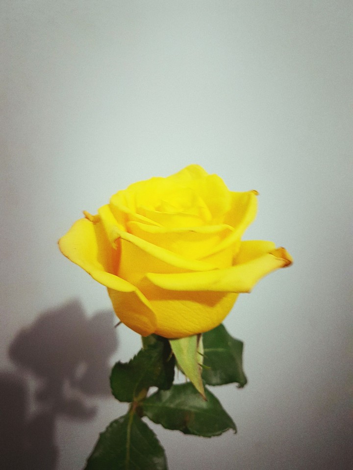 Rosa amarela