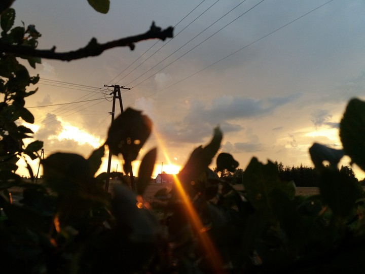 trees behind the sunset