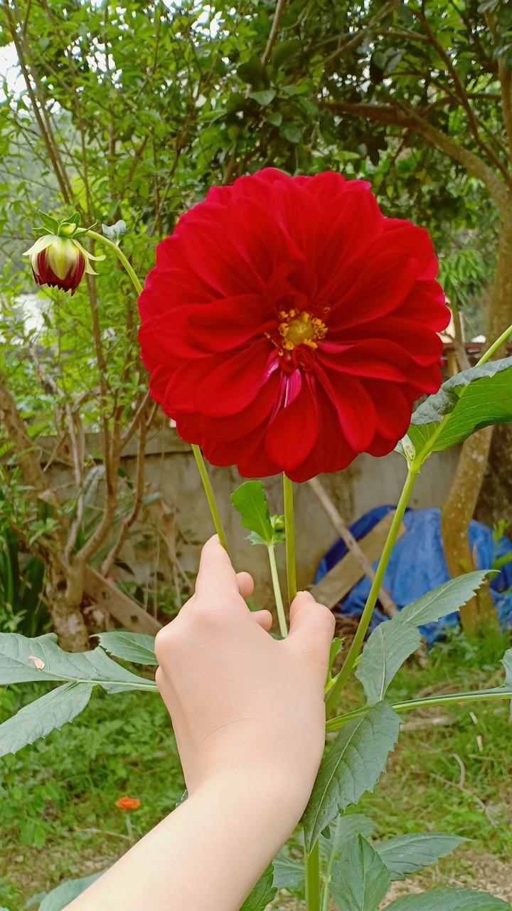 red flower
