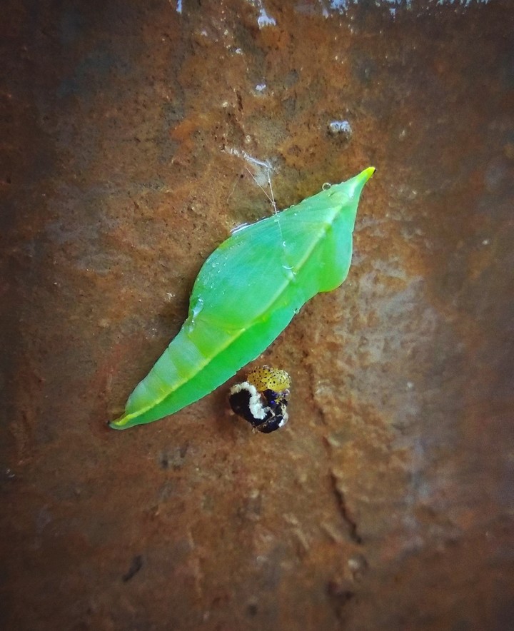 Cacoon