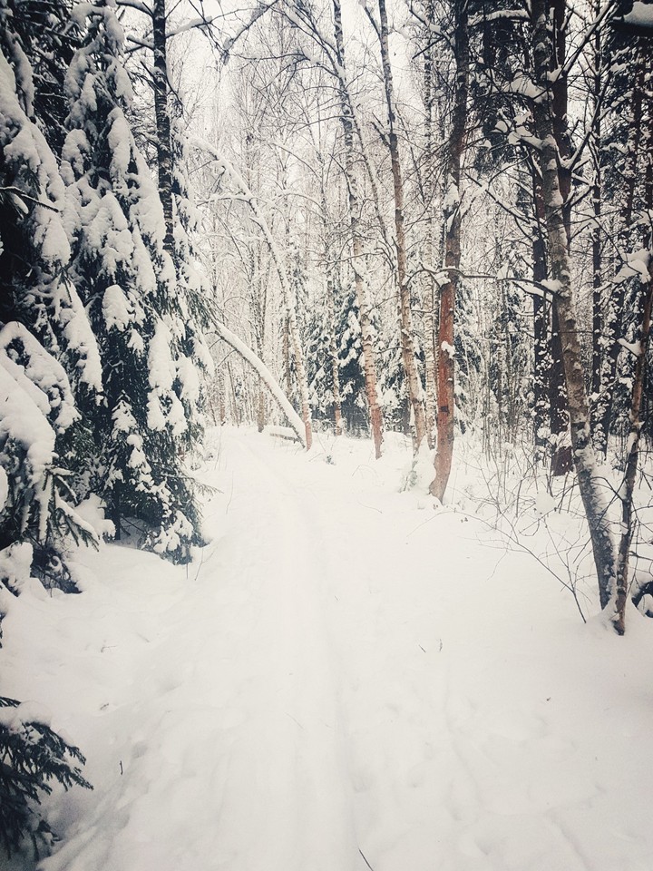 winter forest