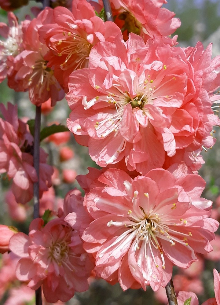 blossoms