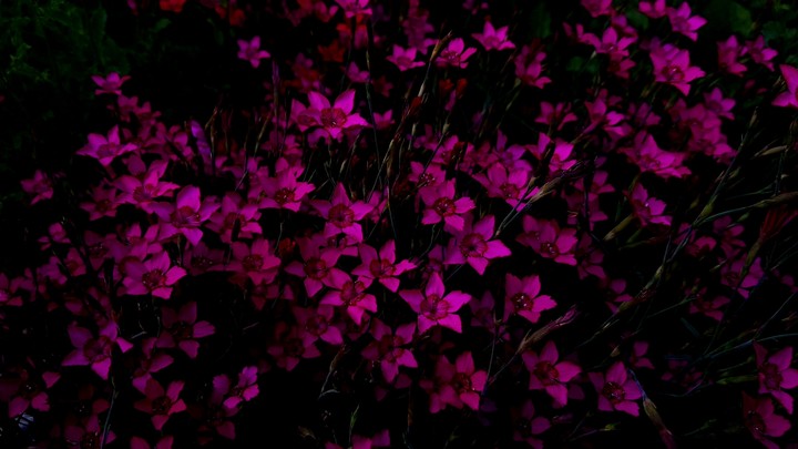 The Pink
