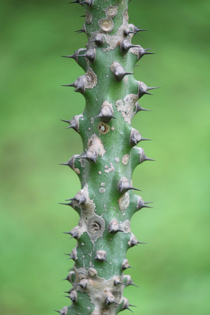 a thorny stem