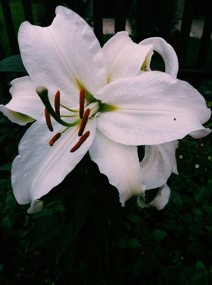 flower