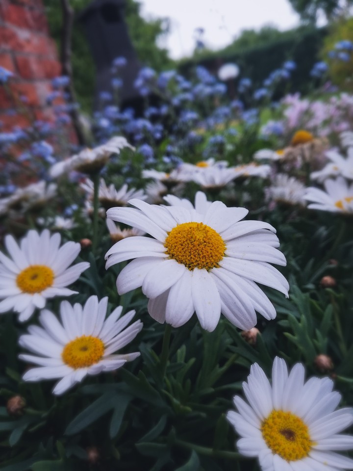 Flowers yellow and white