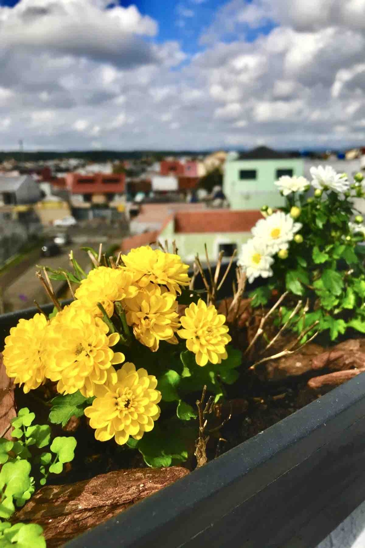 Chrysanthemum