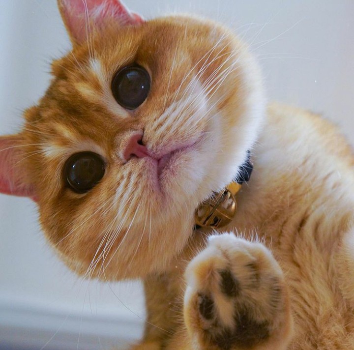 ☆CųT€ ♡ CäT☆
