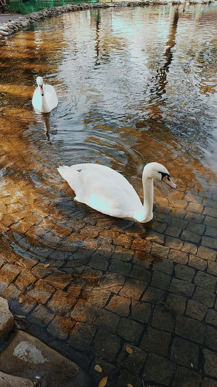 Swan Lake