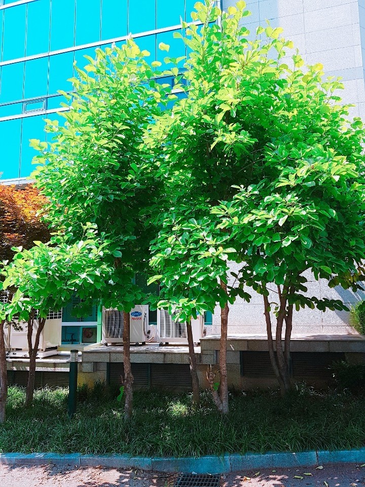 우산 같은 나무