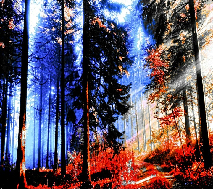 burning wood