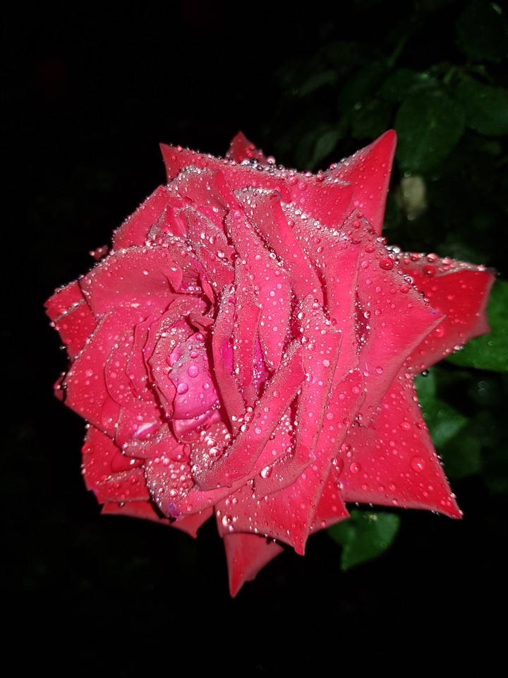 beautiful rose ❤