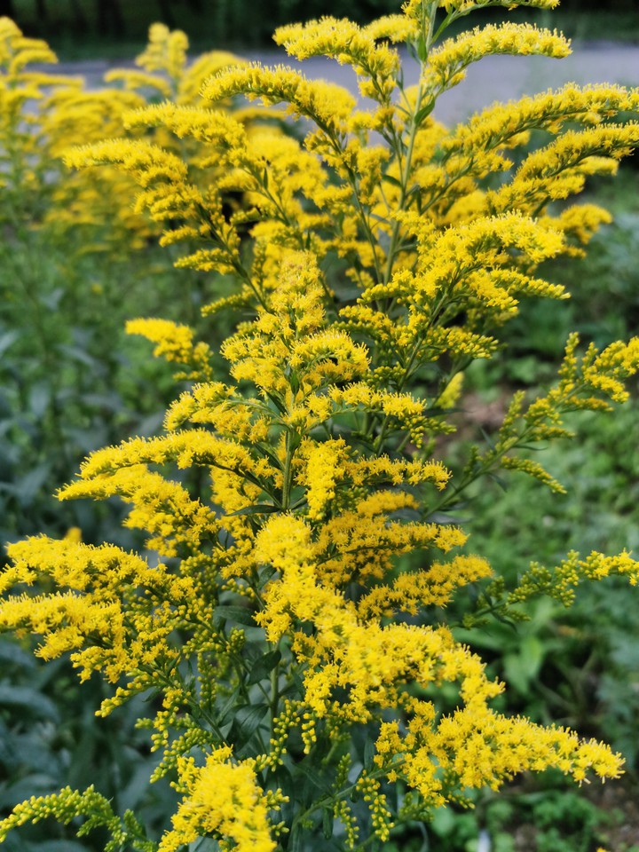 yellow