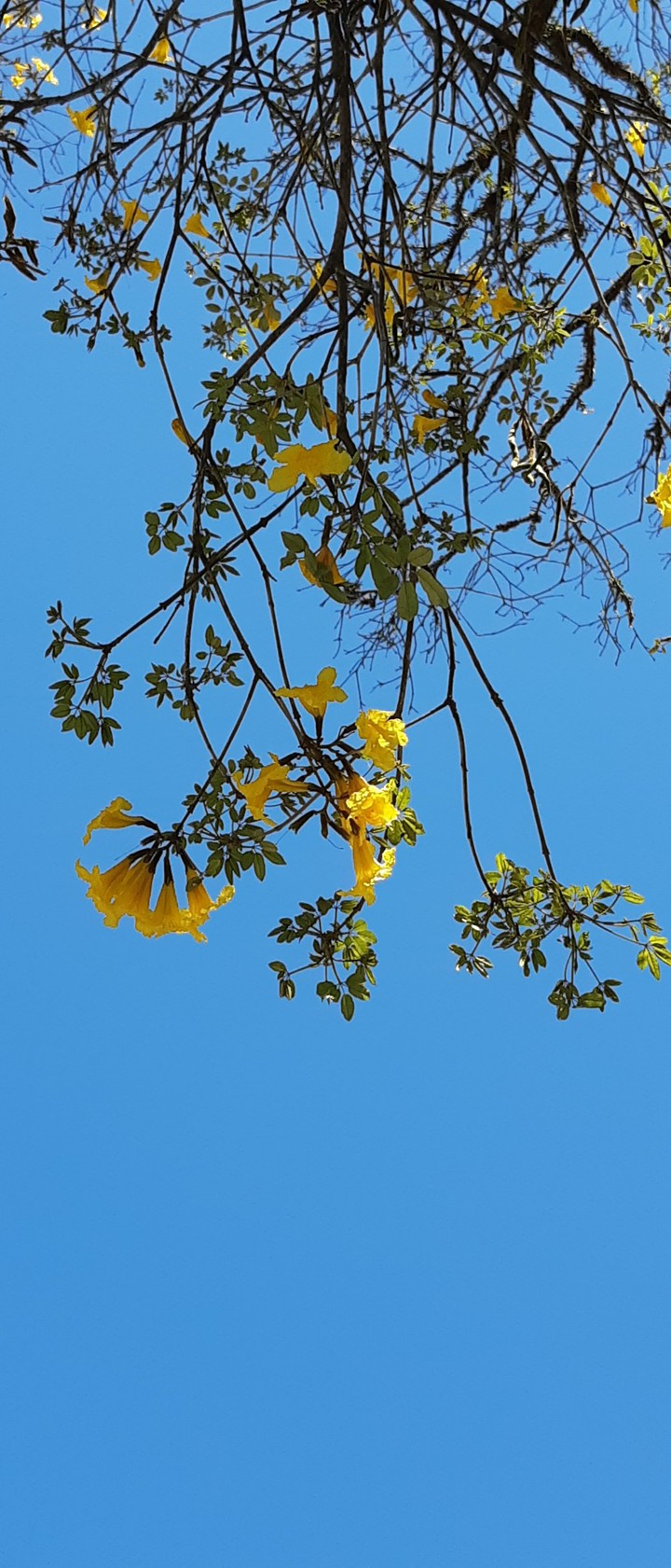 Flower and sky