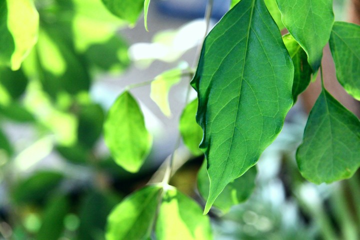 잎사귀