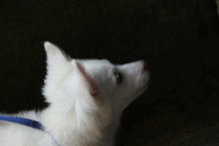 my pretty "Janu"