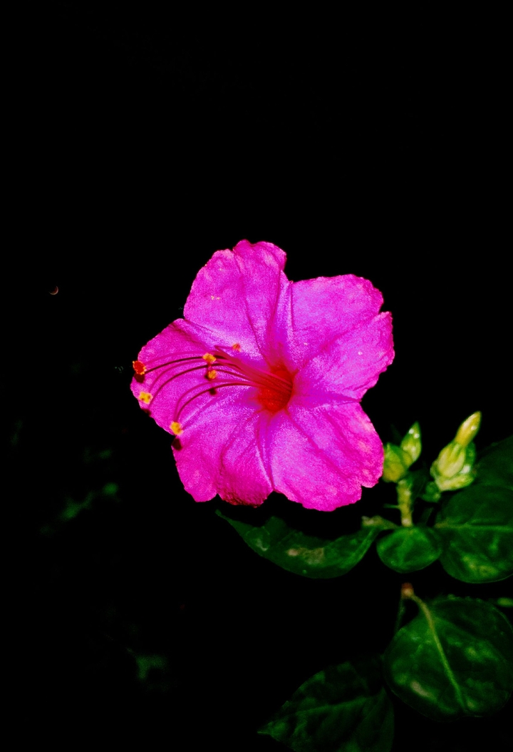 Red Flower