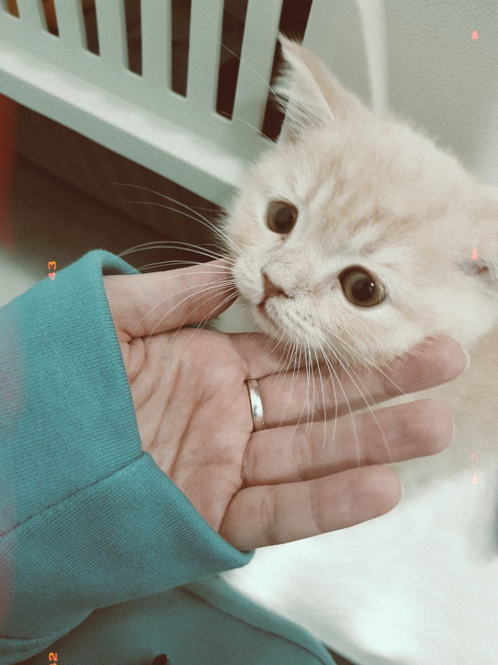 Cat LOVE ♡