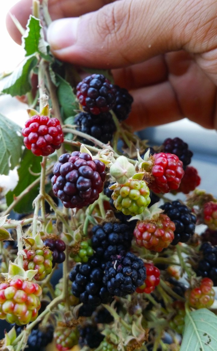 Blackberry fruit