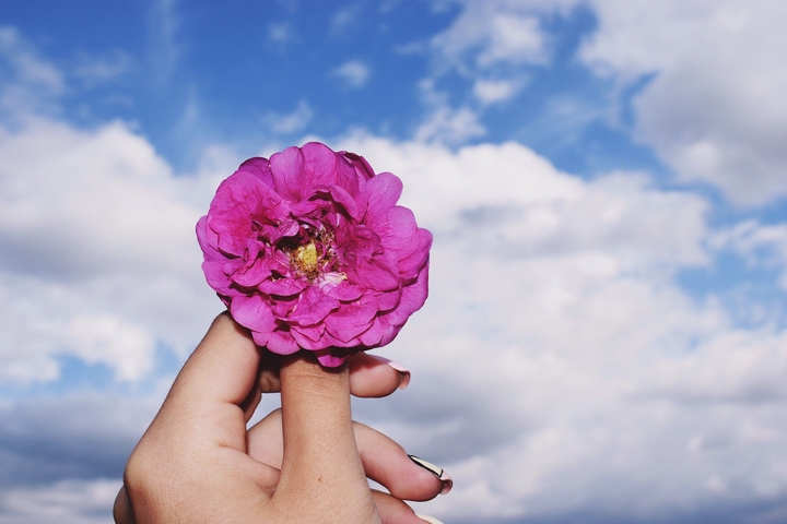 rose
