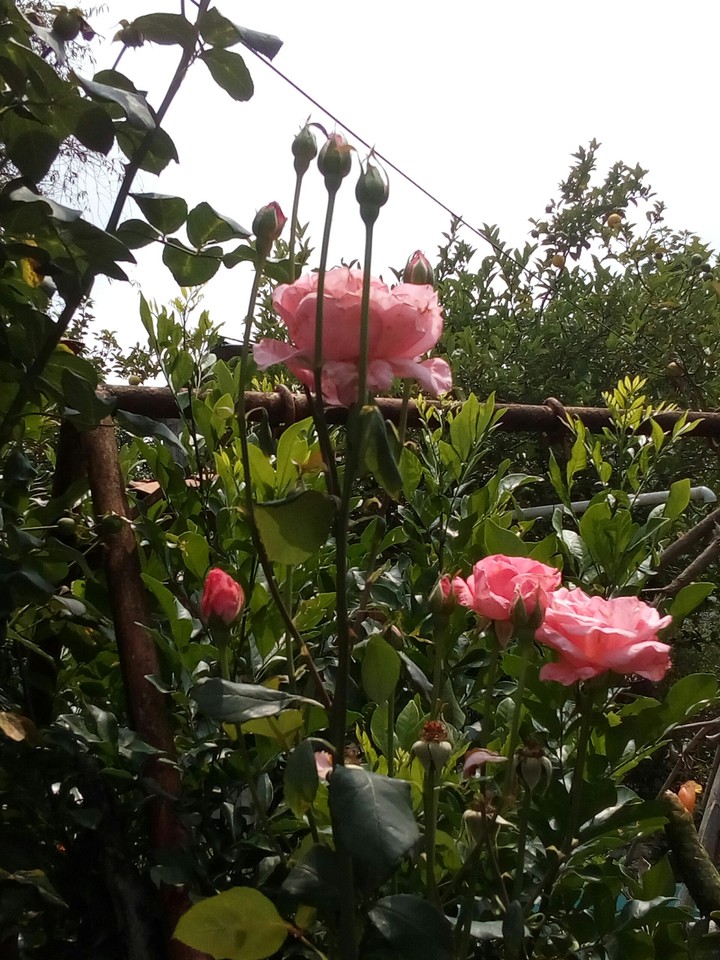 rosas rosas