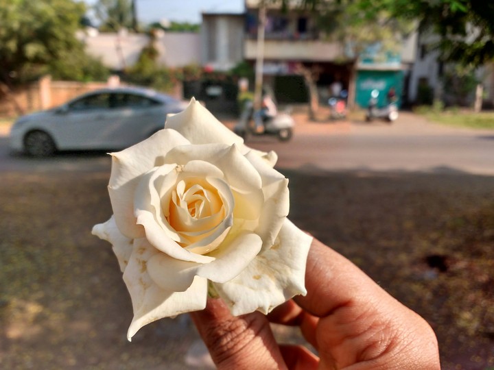 rose 3