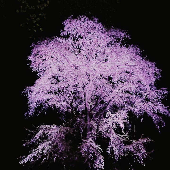 cherryblossom