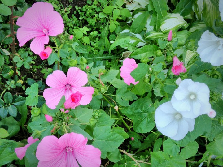 My flower