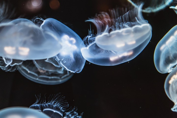 jellyfish