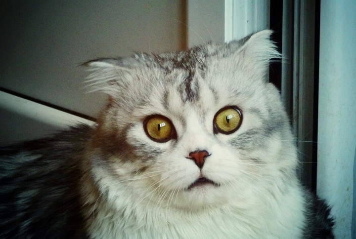 Кот