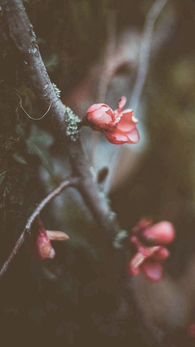 Matte Spring