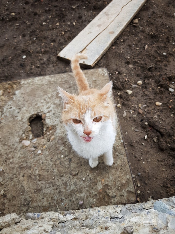 Cat