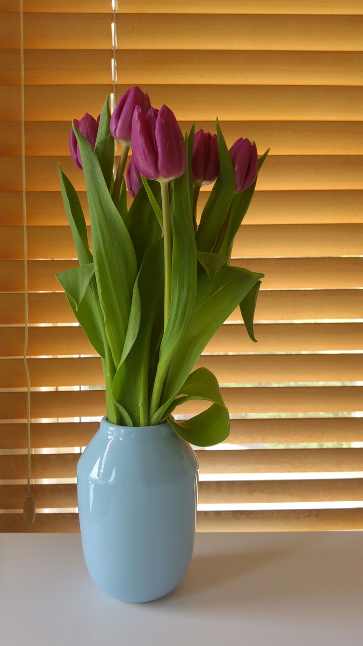 Spring tulips