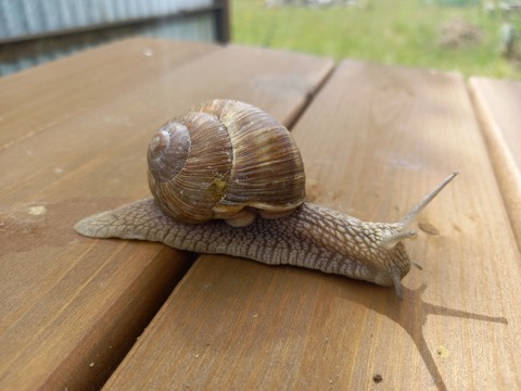 шпалери brown, molluscs