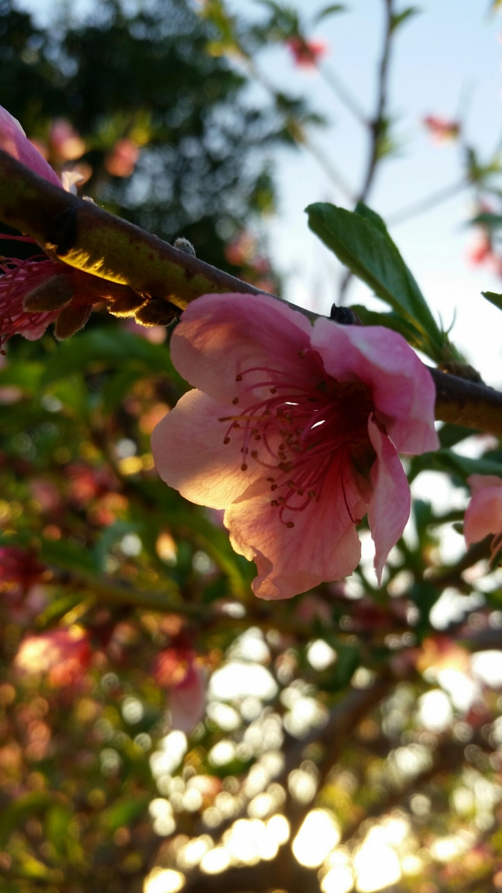 MAR PEACH BLOSSOMS!!!