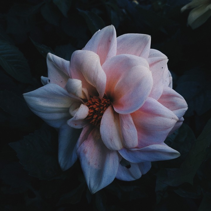 light pink