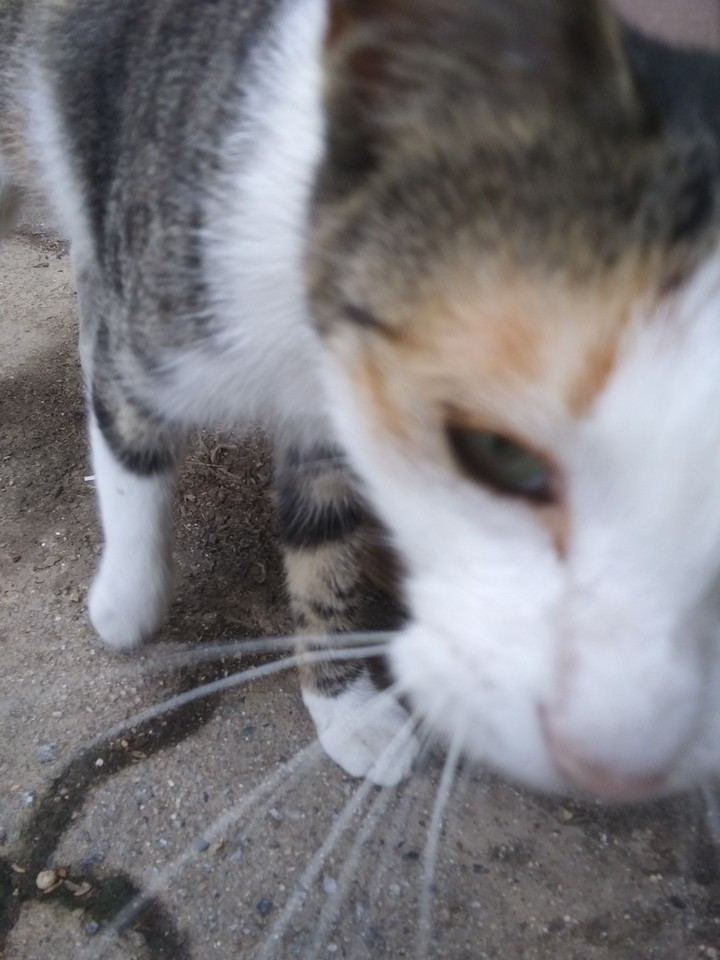 겸둥이
