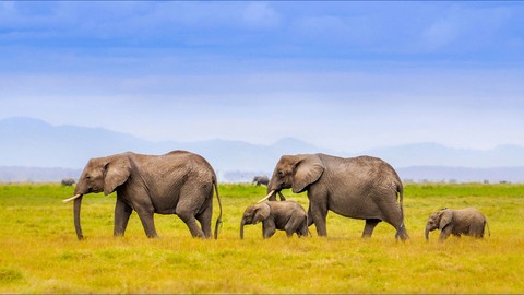African Elephants.