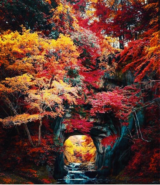 forest