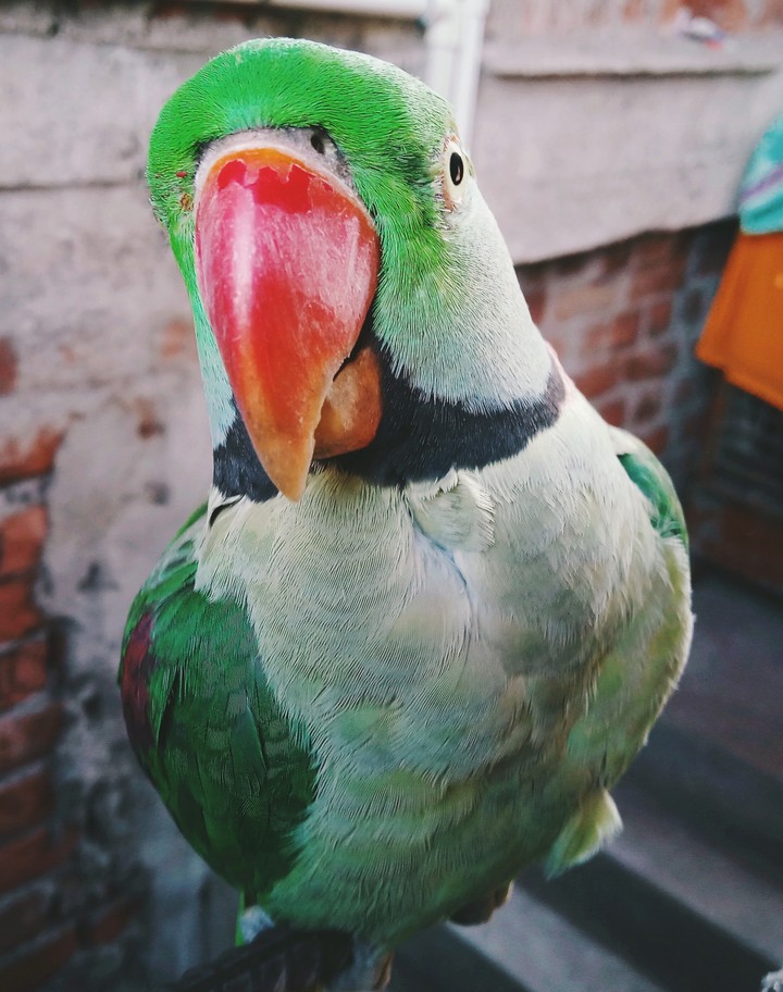 parrot